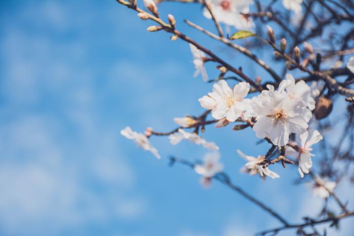Printemps de l'estimation