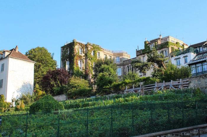 Vendanges de Montmartre